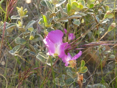 Podalyria hirsuta