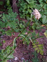 Bistorta bistortoides