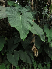 Philodendron grandipes