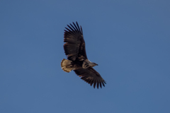 Haliaeetus vocifer