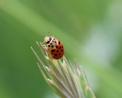 Anisosticta novemdecimpunctata