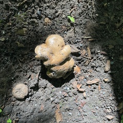 Pseudoboletus parasiticus