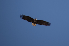 Haliaeetus vocifer