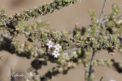 Junellia seriphioides