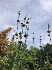 Leonotis nepetifolia