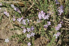 Junellia seriphioides