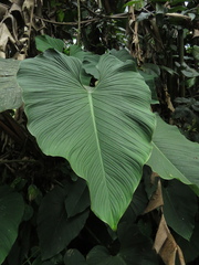 Philodendron grandipes