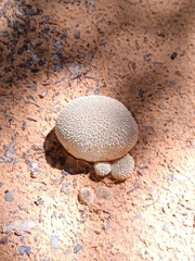 Lycoperdon pratense