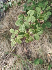 Rubus