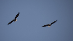 Haliaeetus vocifer