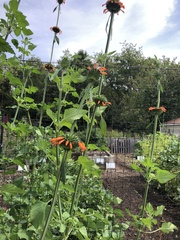 Leonotis nepetifolia