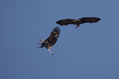 Haliaeetus vocifer