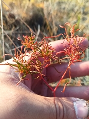Persicaria angustifolia