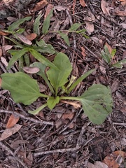 Plantago