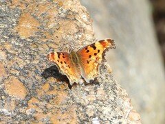 Polygonia gracilis