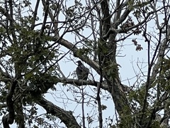 Cathartes aura septentrionalis