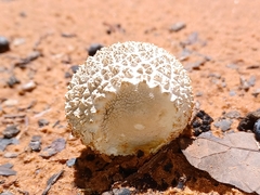 Lycoperdon pratense