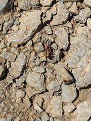 Anabrus simplex