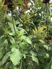 Leonotis nepetifolia