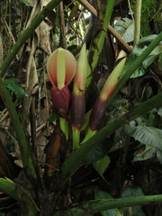 Philodendron grandipes