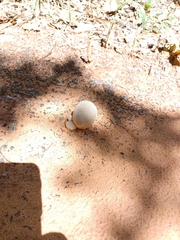 Lycoperdon pratense