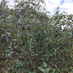 Cercocarpus fothergilloides