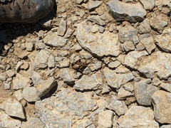 Anabrus simplex