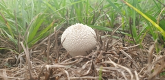 Lycoperdon marginatum