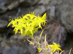 Sedum stenopetalum