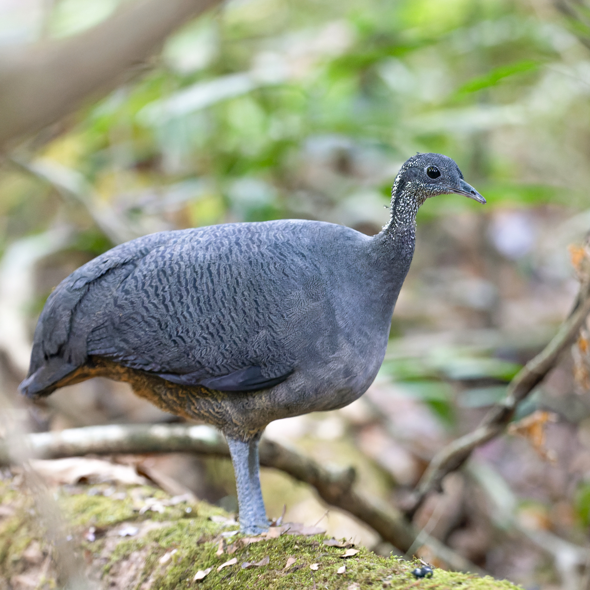 Grey Tinamou (Tinamus tao)