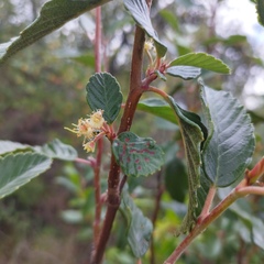 Cercocarpus fothergilloides