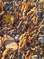 Selaginella rupestris
