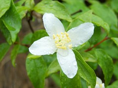 Philadelphus lewisii