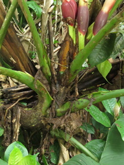 Philodendron grandipes