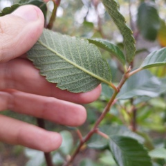 Cercocarpus fothergilloides