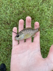 Lepomis gulosus