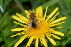 Andrena haemorrhoa