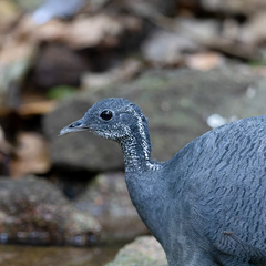 Grey Tinamou photo 4