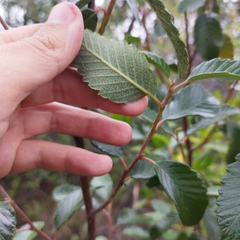 Cercocarpus fothergilloides