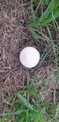 Lycoperdon marginatum