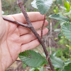 Cercocarpus fothergilloides