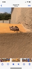 Lobosceliana