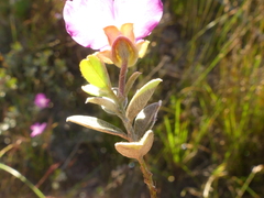 Podalyria hirsuta