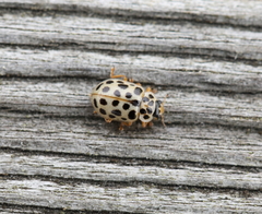 Anisosticta novemdecimpunctata