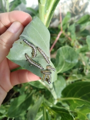 Pieris brassicae azorensis