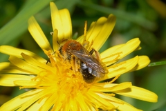 Andrena haemorrhoa