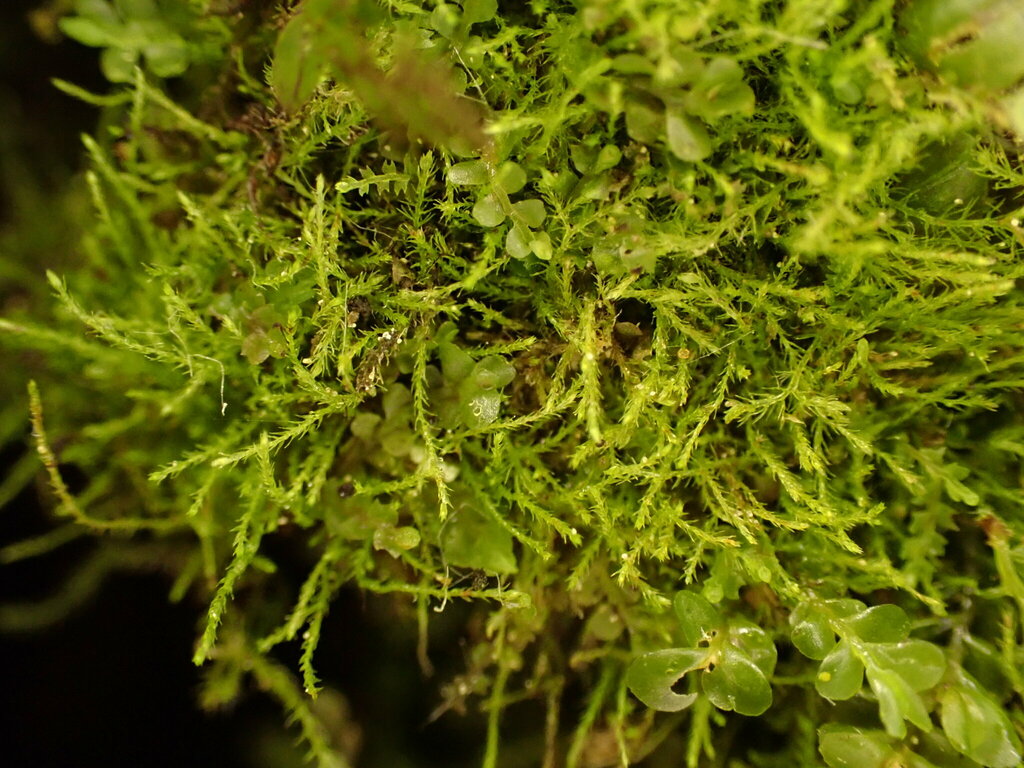 Spruce's Leskea