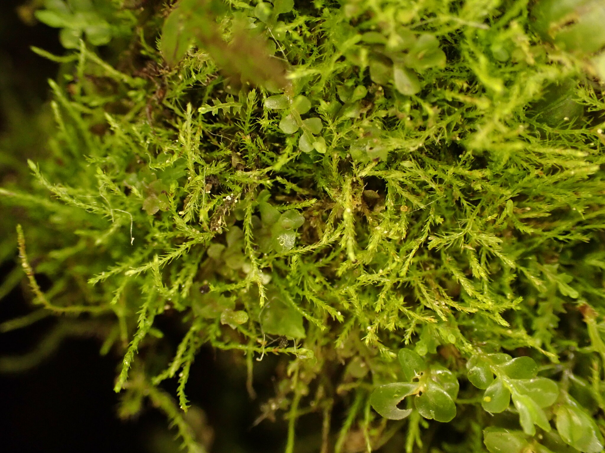 Platydictya jungermannioides