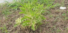 Asclepias oenotheroides