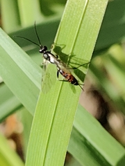 Ichneumonidae